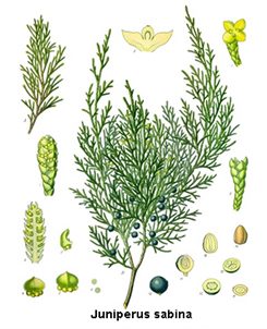 juniperus sabina