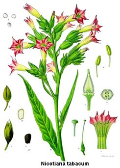 nicotiana tabacum