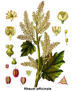 rheum officinale