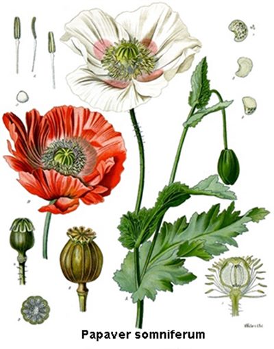 Opium (homéopathie)