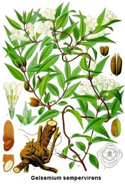 gelsemium sempervirens