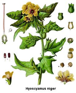 hyoscyamus niger