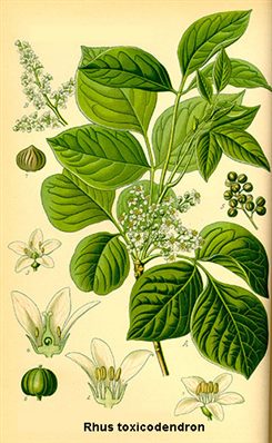 rhus toxicodendron