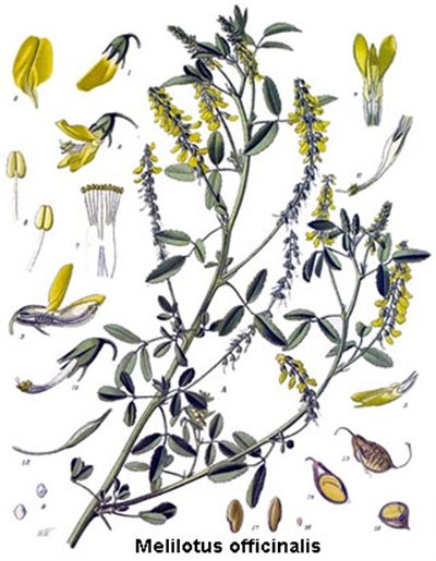 Melilotus officinalis (homéopathie)