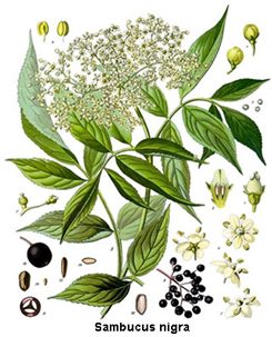 sambucus nigra