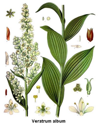 Veratrum album (homéopathie)