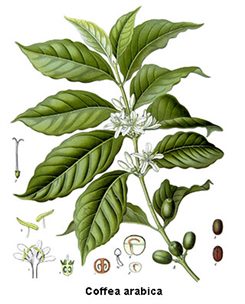 coffea arabica