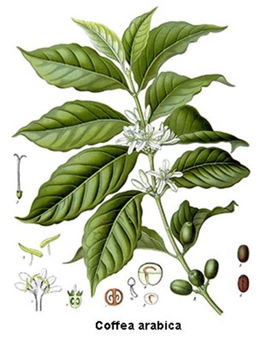 Coffea cruda (homéopathie)