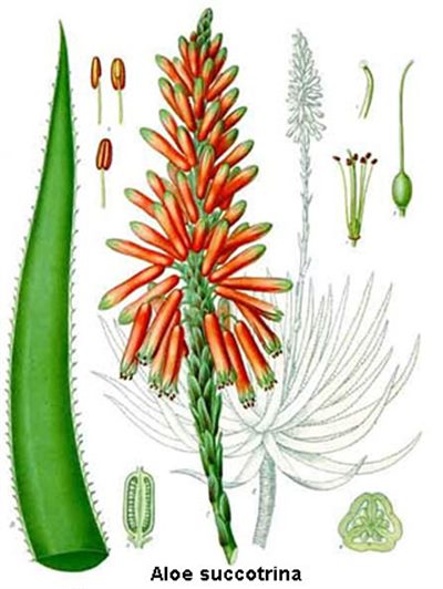 Aloe (homéopathie)