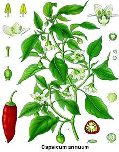 capsicum annuum