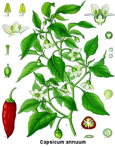 Capsicum (homéopathie)