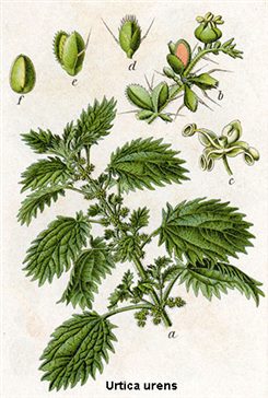 urtica urens