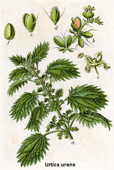 Urtica urens (homéopathie)