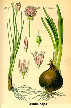 allium cepa