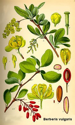 berberis vulgaris