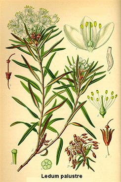 ledum palustre