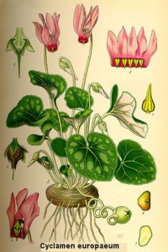 cyclamen europaeum