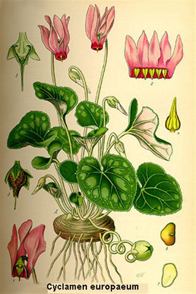 Cyclamen (homéopathie)