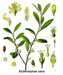 erythroxylon coca