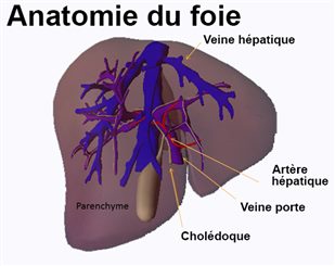 Foie anatomie