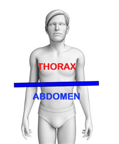 Thorax