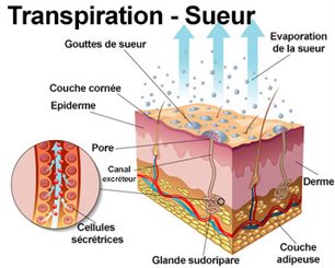 transpiration-sueur