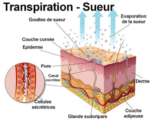 Transpiration, sueurs