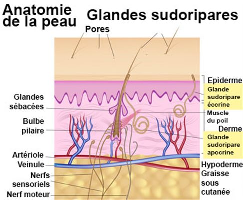 Glandes sudoripares