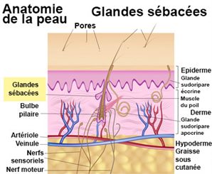 glandes sébacées