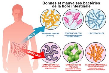 Flore intestinale