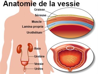 anatomie de la vessie