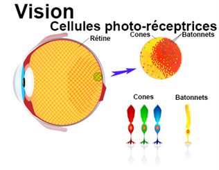 celluels photo-réceptrices