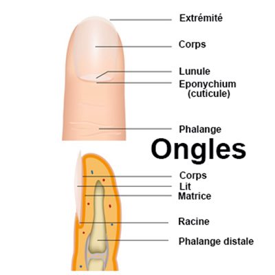 Que faire en cas  d'ongle arraché ?