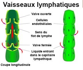 vaisseau lymphatique