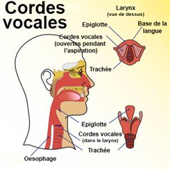 cordes vocales