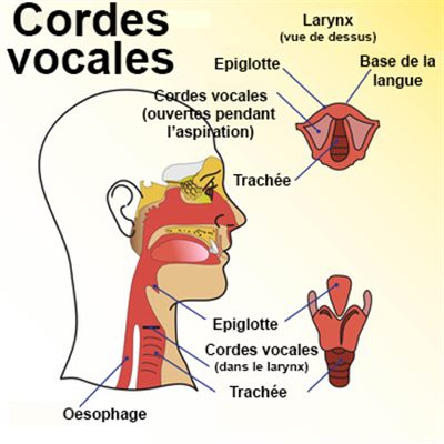Cordes vocales
