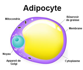 adipocyte