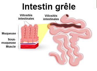 intestin grêle