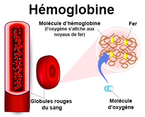 Hémoglobine