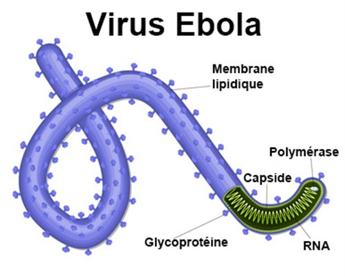 Virus EBOLA