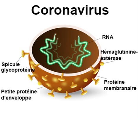 Coronavirus  Covid-19  que faut-il savoir ?