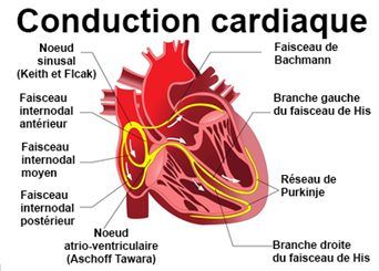 conduction cardiaque