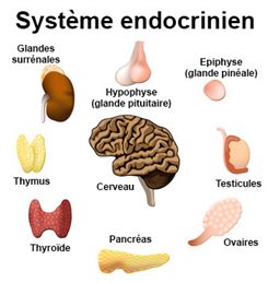 système endocrinien