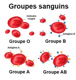 Groupes sanguins