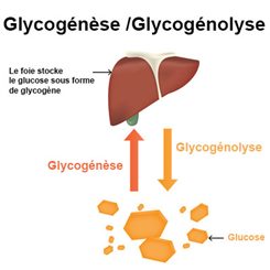 glycogénèse/glycogénolyse