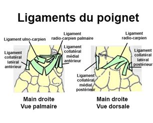ligaments du poignet