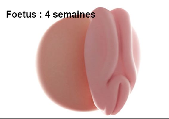 Grossesse: 6ème semaine d'aménorrhée